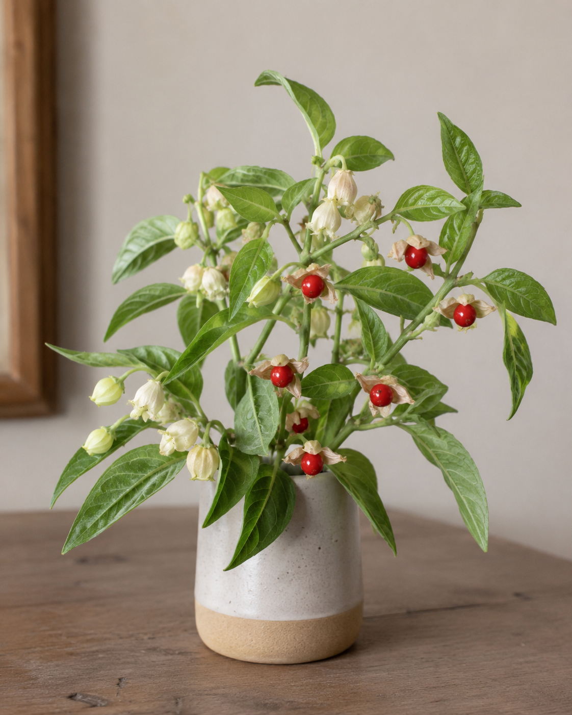 Ashwagandha, plante adaptogène des compléments AURAA Image